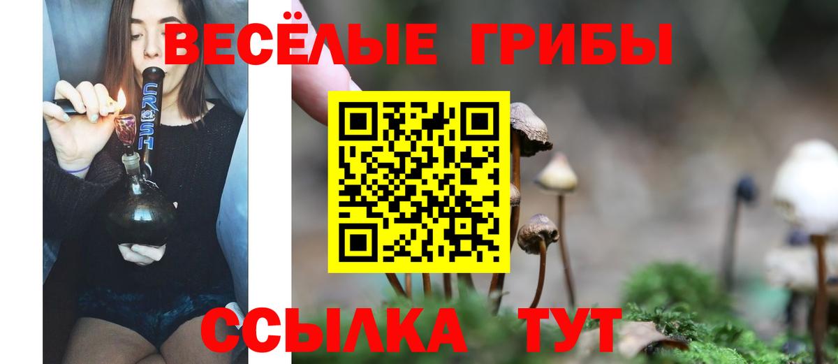 Псилоцибиновые грибы Psilocybe Шахты